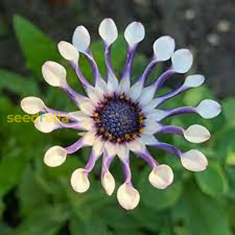 White And Purple Omeris Flower Seeds For Planting