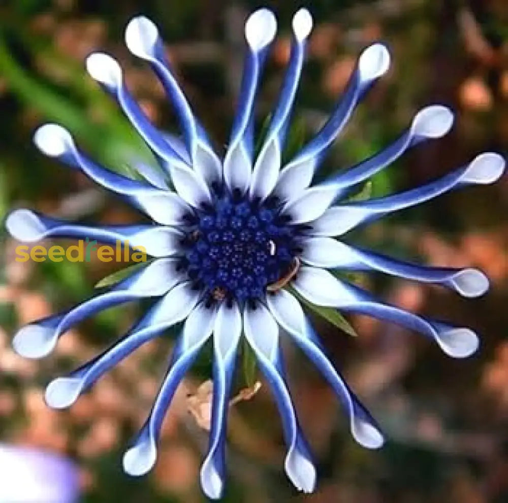 White And Purple Omeris Flower Seeds For Planting