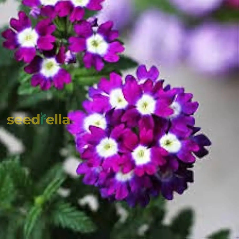 White And Purple Verbena Flower Seeds For Vibrant Garden Displays  Perfect Planting Landscape