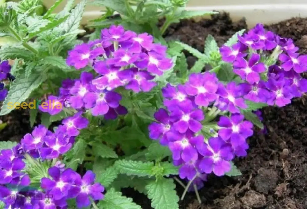 White And Purple Verbena Flower Seeds For Vibrant Garden Displays  Perfect Planting Landscape