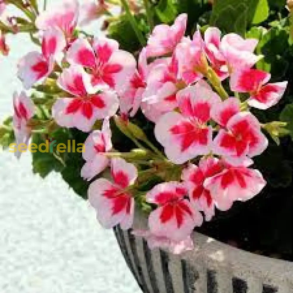 White And Red Geranium Flower Seeds For Stunning Garden Displays