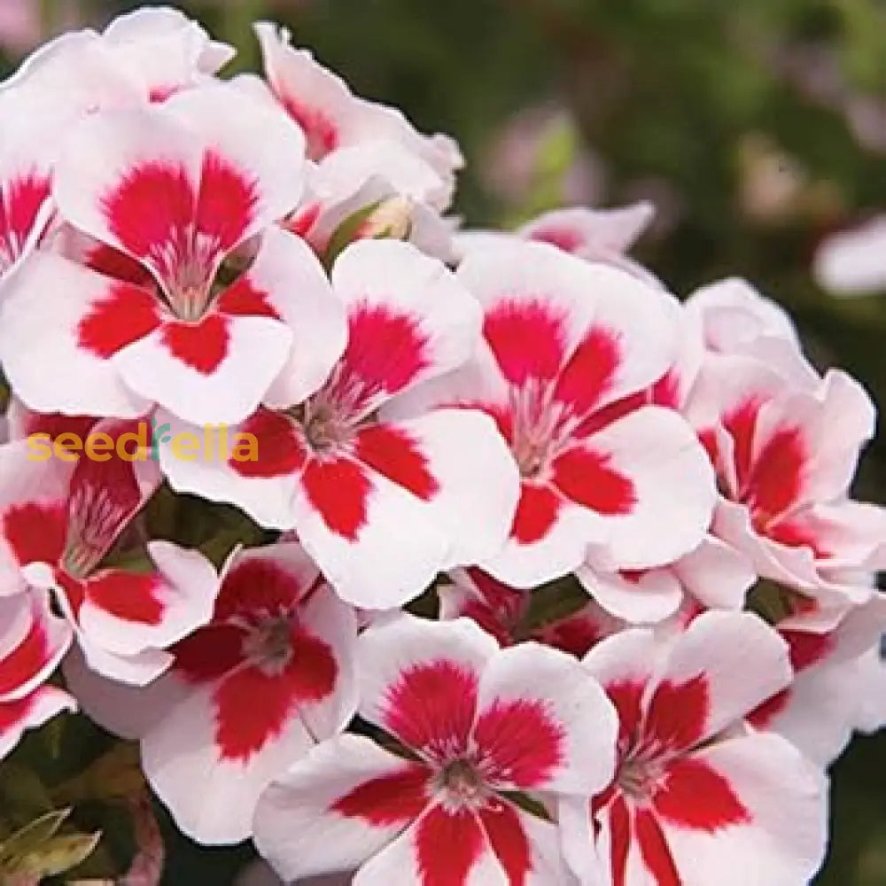 White And Red Geranium Flower Seeds For Stunning Garden Displays