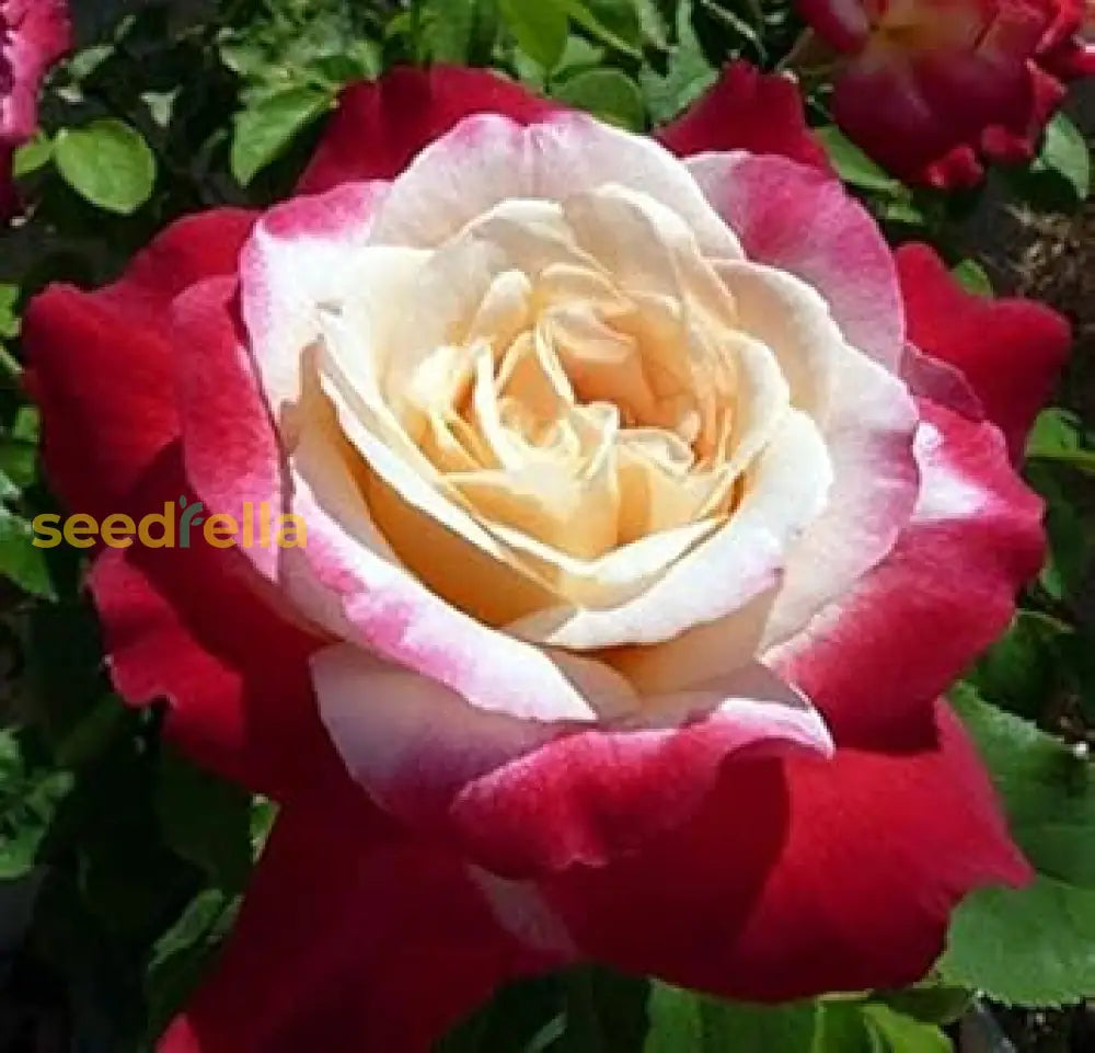 White And Red Rose Seeds For Planting - Experience Beautiful Contrasting Blooms Flower