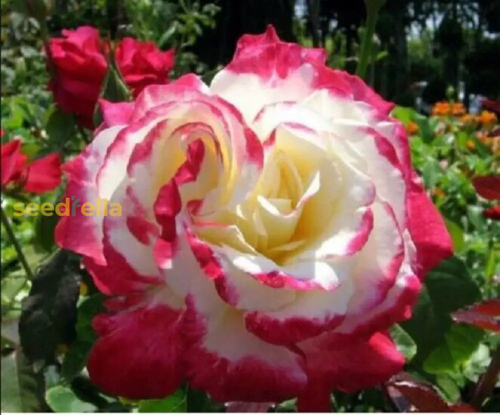 White And Red Rose Seeds For Planting - Experience Beautiful Contrasting Blooms Flower