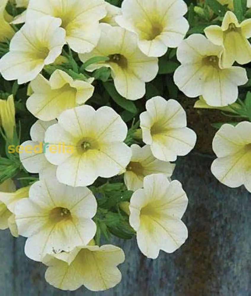 White And Yellow Petunia Flower Planting - Seed For Stunning Floral Arrangements In Your Garden