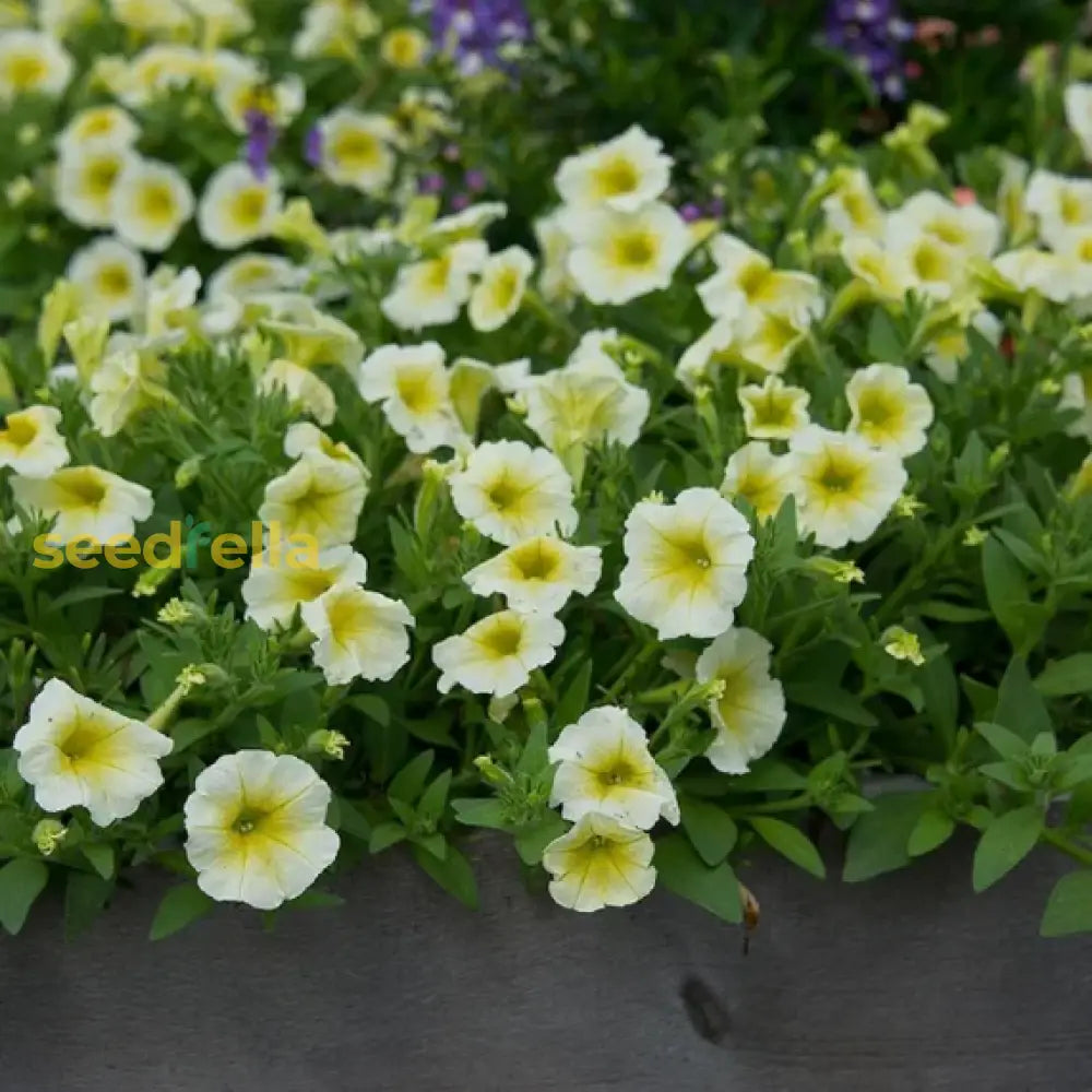 White And Yellow Petunia Flower Planting - Seed For Stunning Floral Arrangements In Your Garden