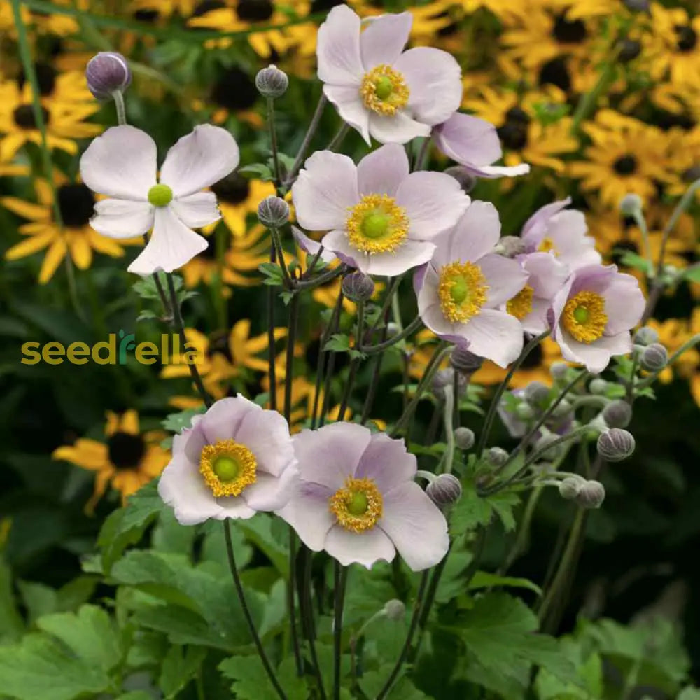 White Anemone Pulsatilla Seeds For Elegant Planting Flower