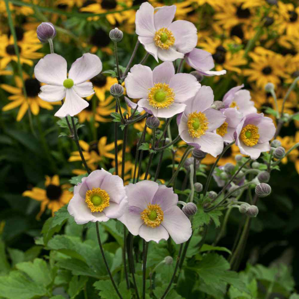 White Anemone Pulsatilla Seeds for Planting