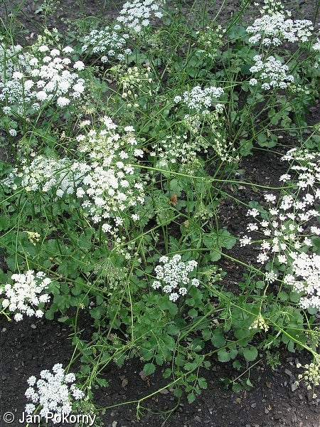 White Anise herb with licorice-flavored seeds