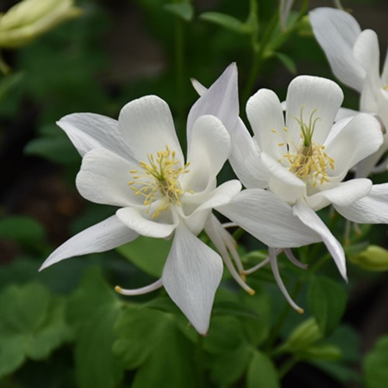 White Aquilegia Flower Seeds for Planting