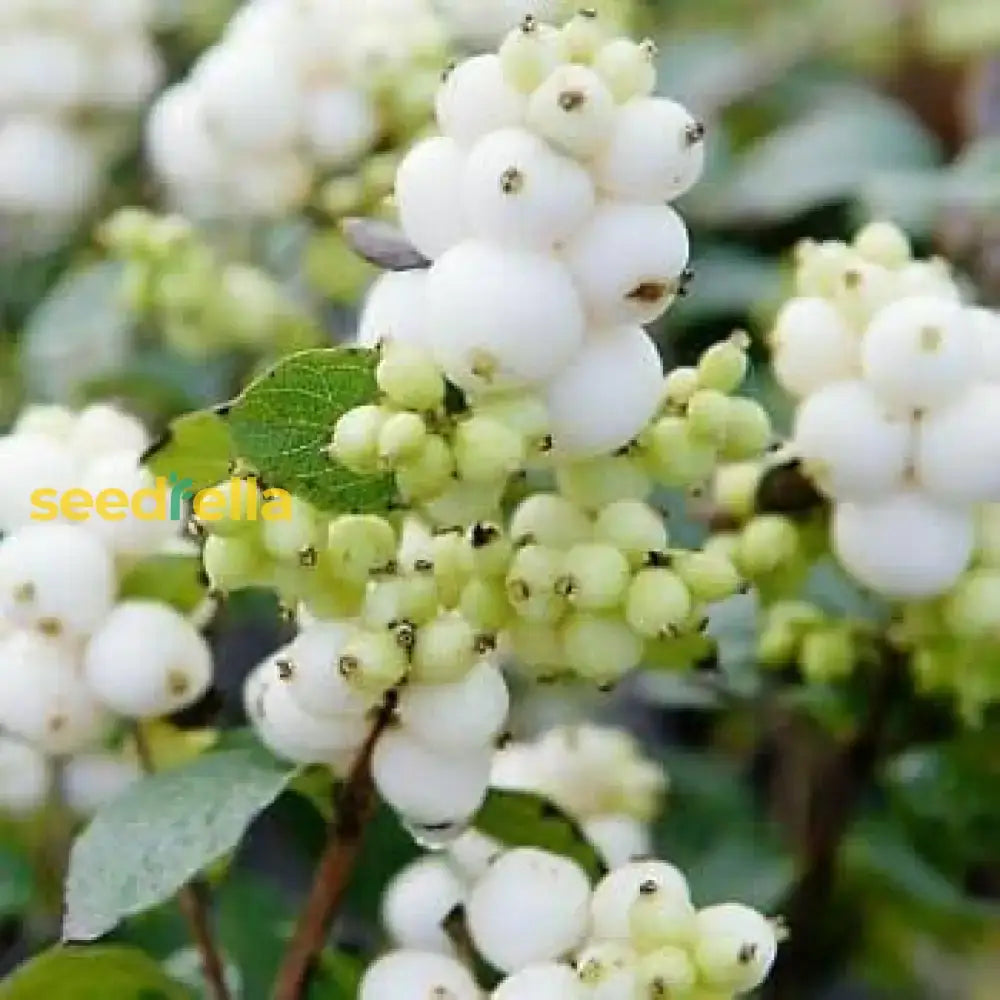 White Arbutus Bayberry Fruit Seeds For Planting