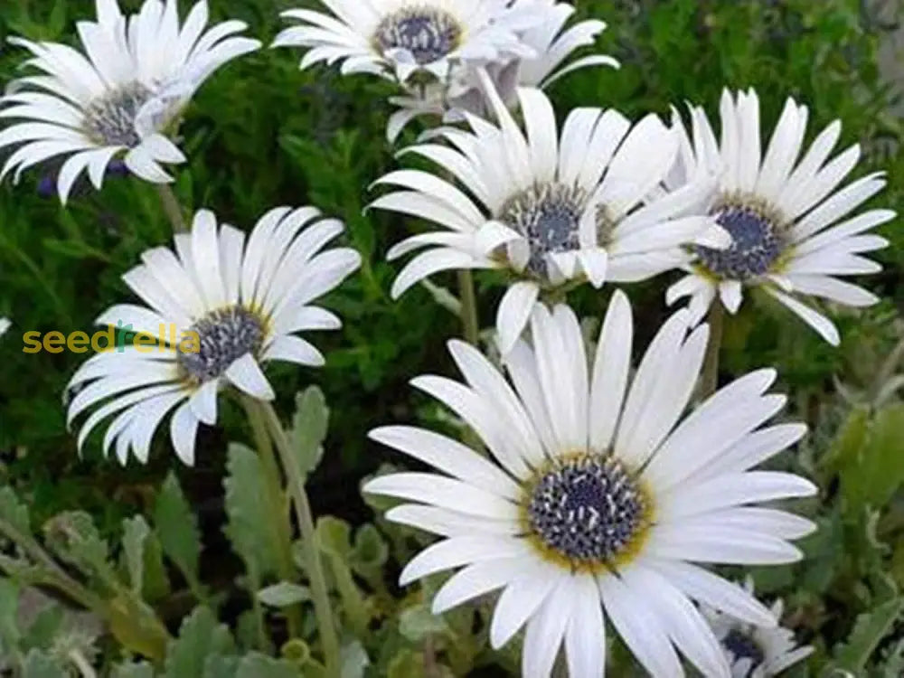 White Arctotis Grandis Seeds For Planting | Stunning Flower Your Garden