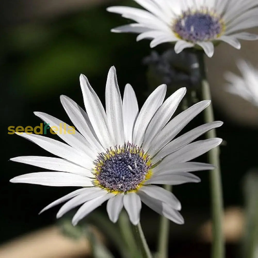 White Arctotis Grandis Seeds For Planting | Stunning Flower Your Garden