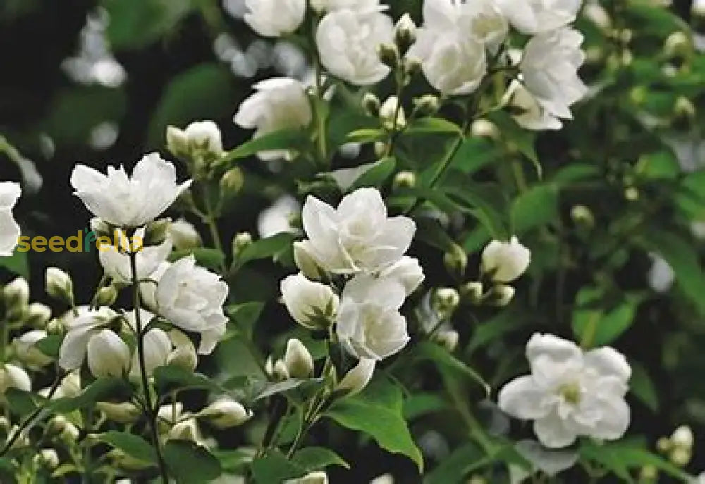 White Aroma Flower Seeds For Planting