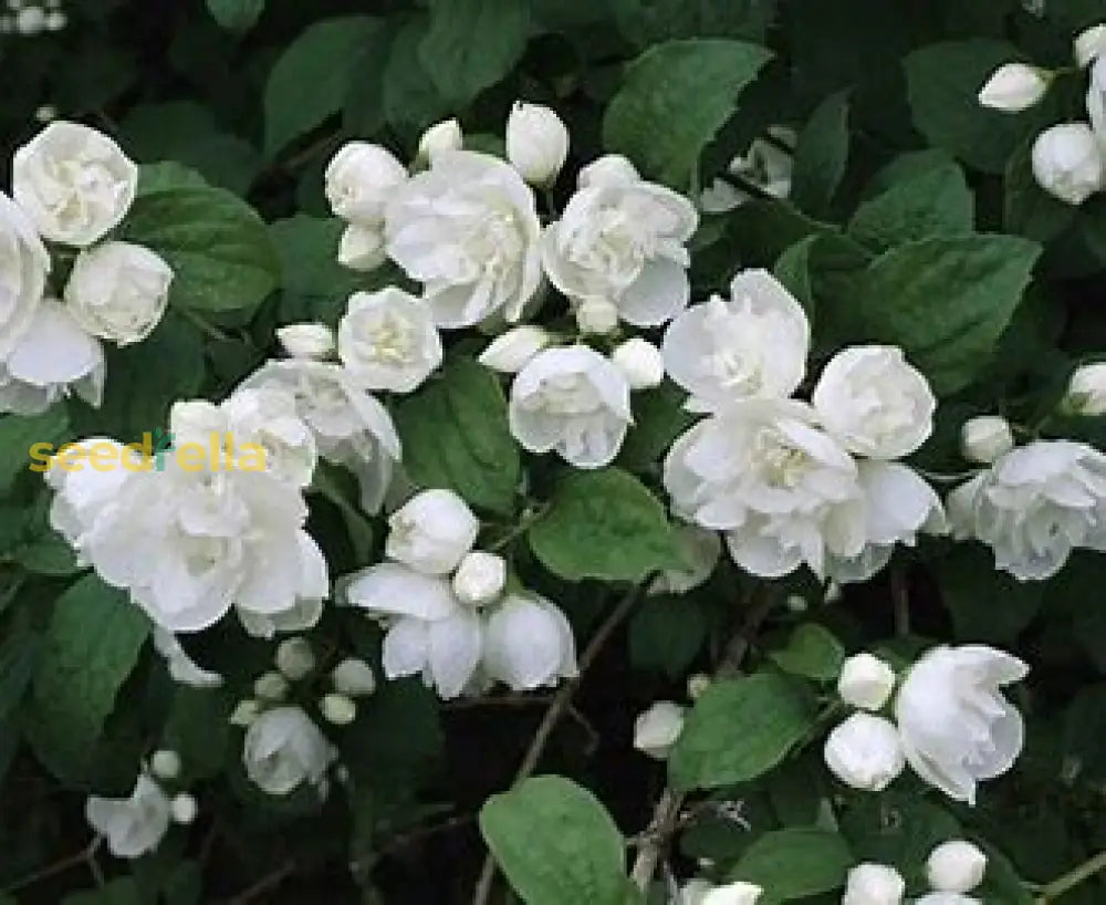 White Aroma Flower Seeds For Planting