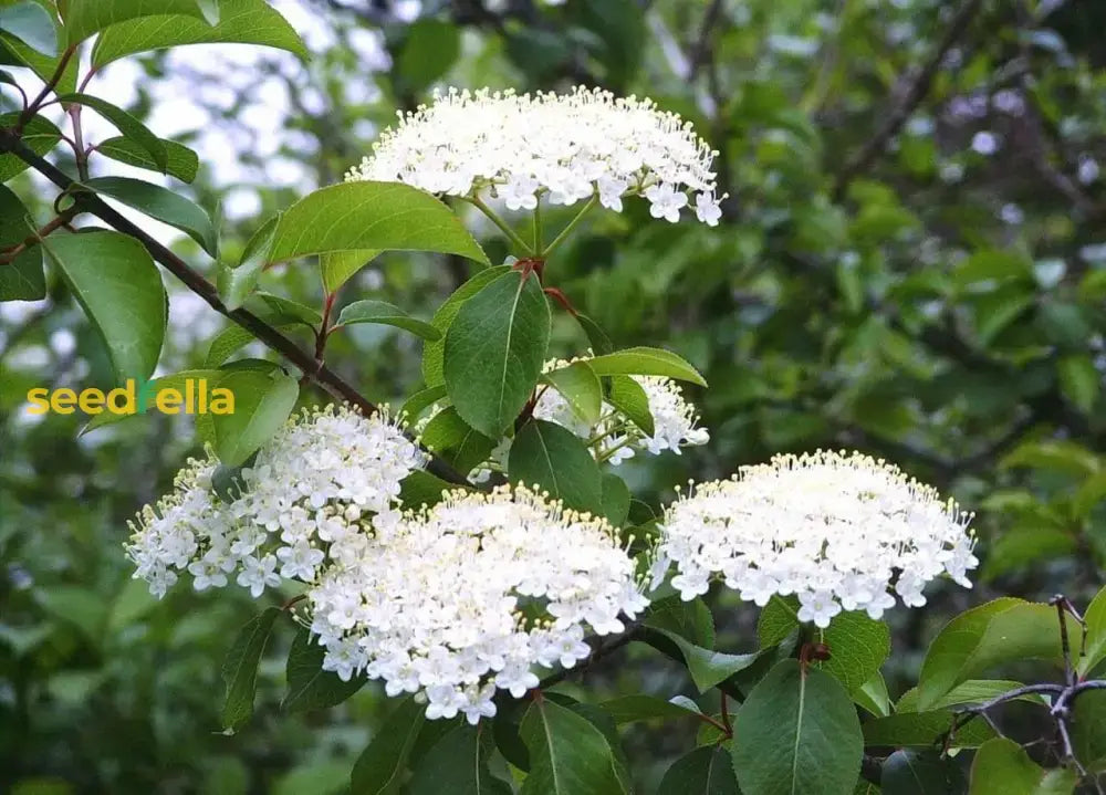 White Arrowwood Flower Seeds For Planting - Easy Growing Garden