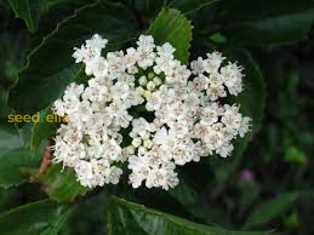 White Arrowwood Flower Seeds For Planting - Easy Growing Garden