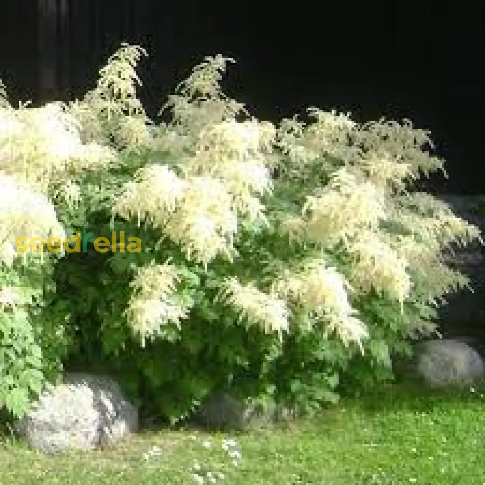 White Aruncus Dioicus Flower Seeds For Lush And Graceful Gardens - Seed Stunning Floral Displays