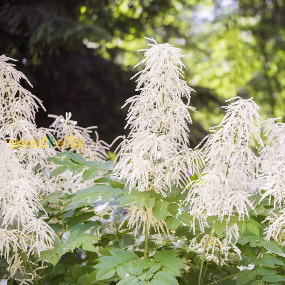 White Aruncus Dioicus Flower Seeds For Lush And Graceful Gardens - Seed Stunning Floral Displays