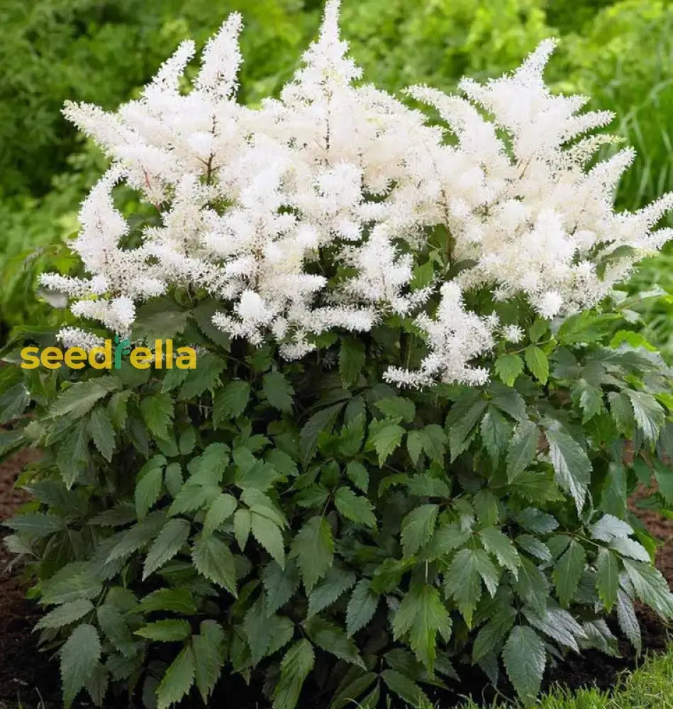 White Astilbe Flower Seeds For Planting - Perfect Lush Garden