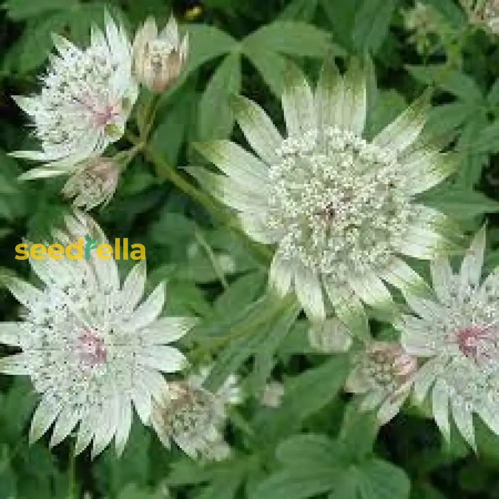 White Astrantia Flower Planting For A Stunning Garden  Seeds Lush Elegant Blooms In Your Outdoor