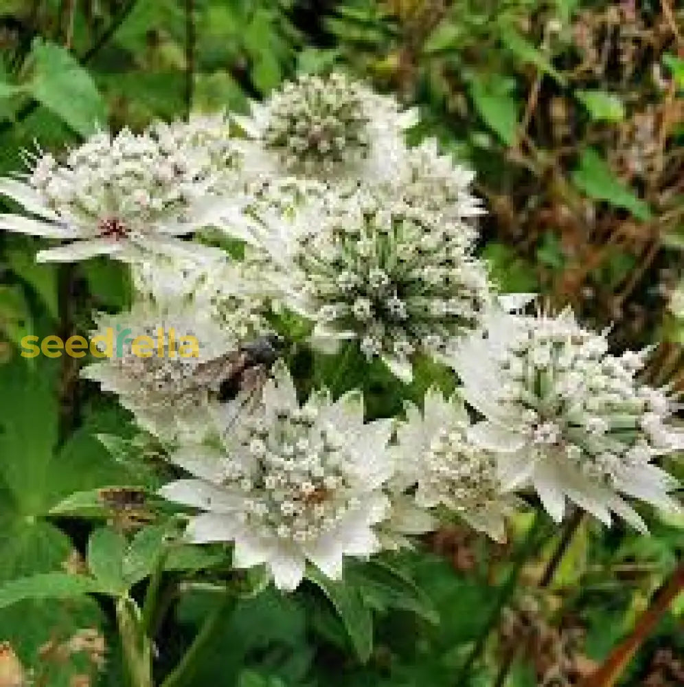 White Astrantia Flower Planting For A Stunning Garden  Seeds Lush Elegant Blooms In Your Outdoor