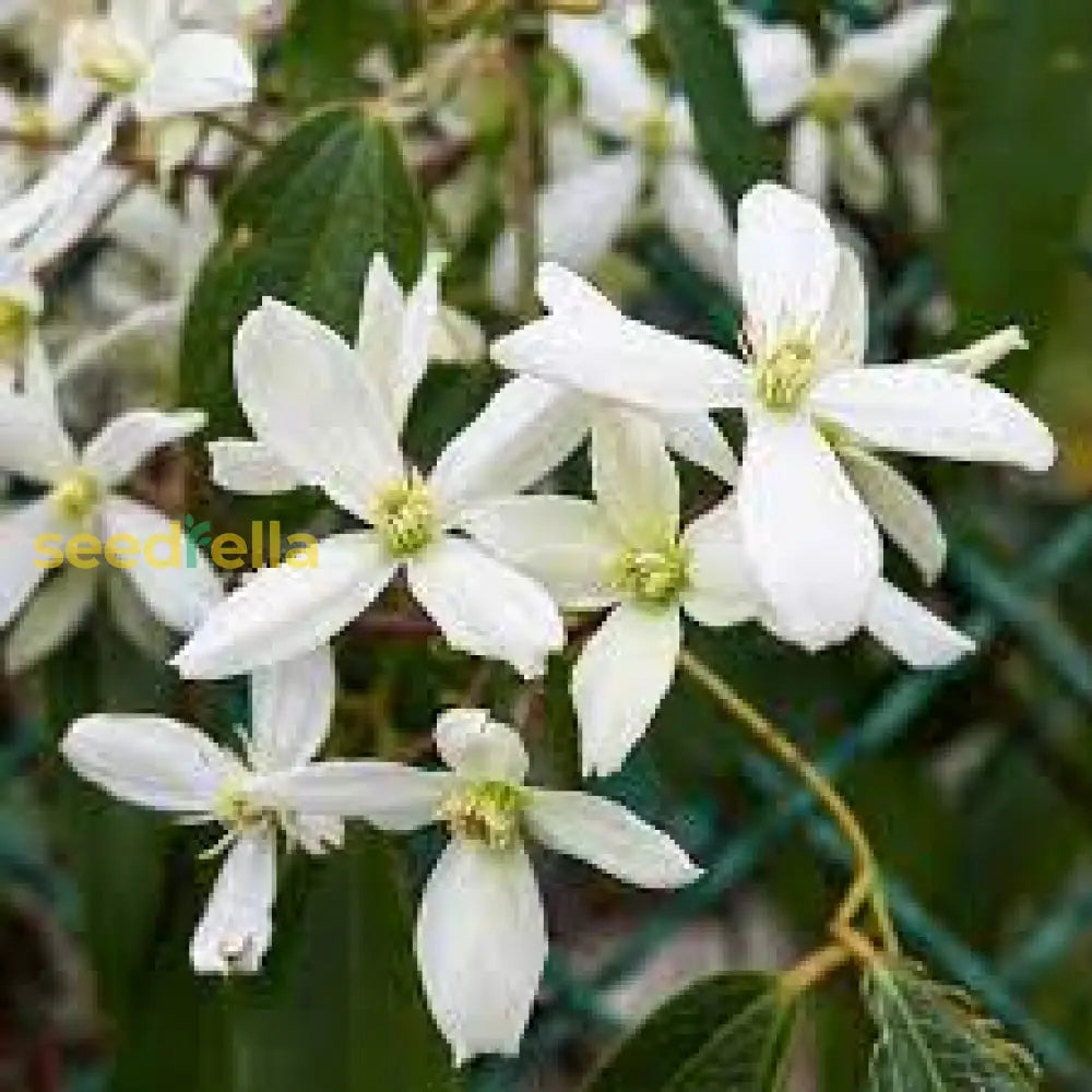 White Autumn Flower Planting  Seeds For A Beautiful Seasonal Display In Your Garden