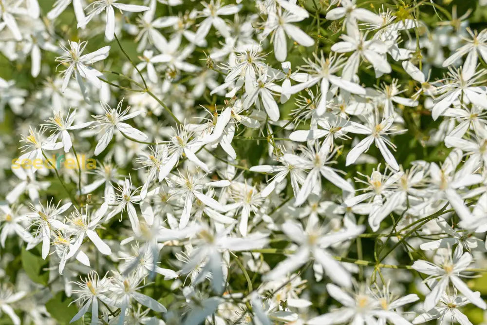 White Autumn Flower Planting  Seeds For A Beautiful Seasonal Display In Your Garden