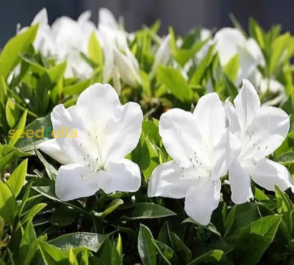 White Azalea Flower Seeds For Planting