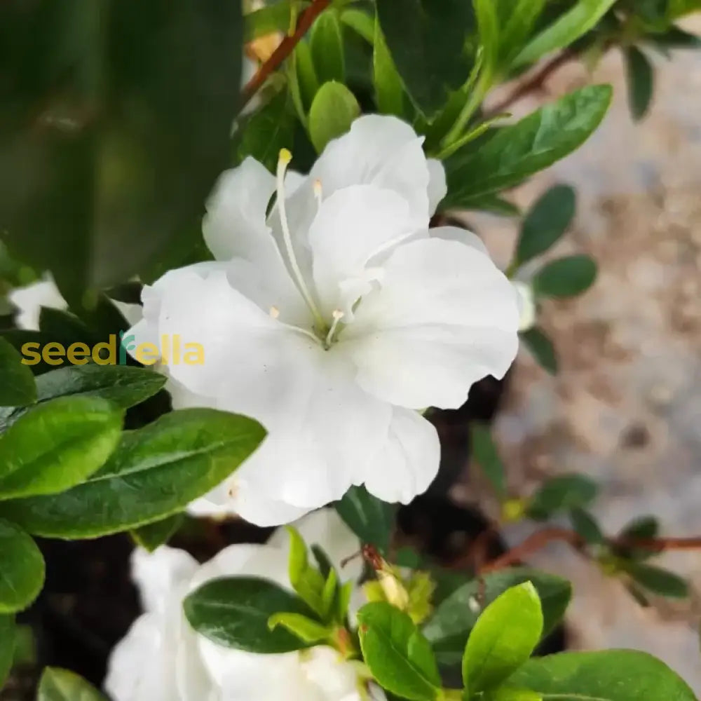 White Azalea Tree Seeds For Beautiful Garden Planting - Stunning Blossoms And Outdoor Charm Flower