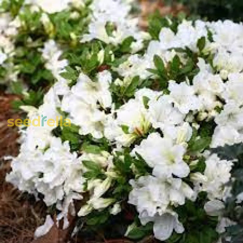 White Azalea Tree Seeds For Beautiful Garden Planting - Stunning Blossoms And Outdoor Charm Flower