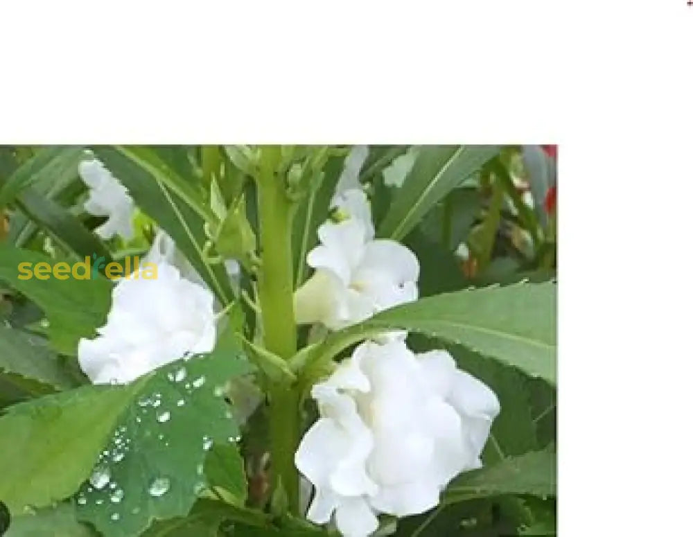 White Balsam Camellia Flower Seeds For Planting