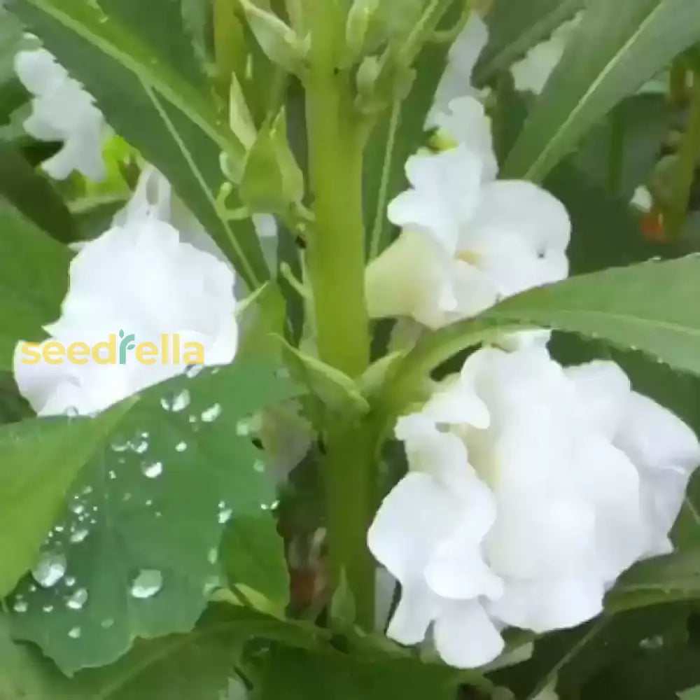 White Balsamina Flower Seeds - Your Guide To Easy Planting And Growing