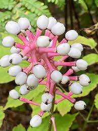 Doll’s Eyes White Baneberry plant growing in shaded woodland