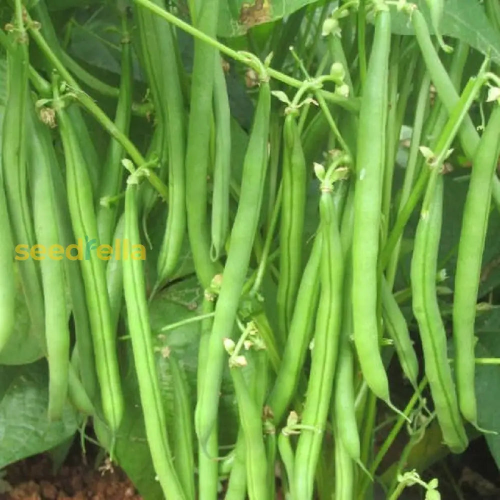 White Bean Planting Seeds For Your Garden Vegetable Seeds