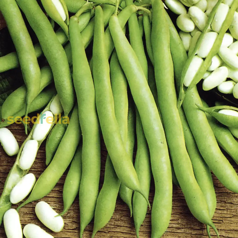 White Beans developing on vines