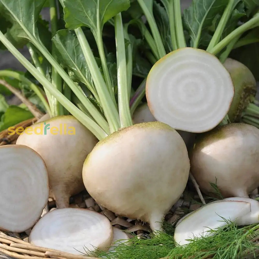 White beet seed package for home gardening
