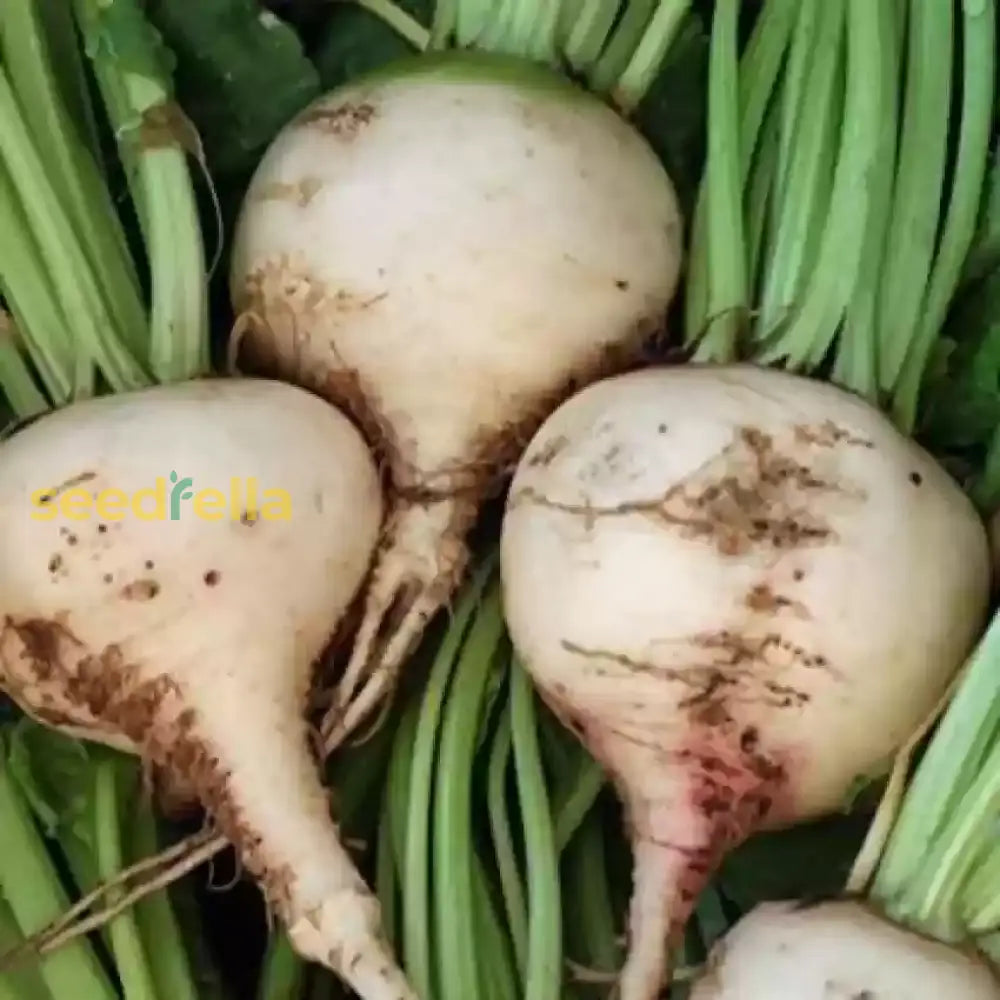 White Beet Vegetable Seeds For Easy Planting Seeds