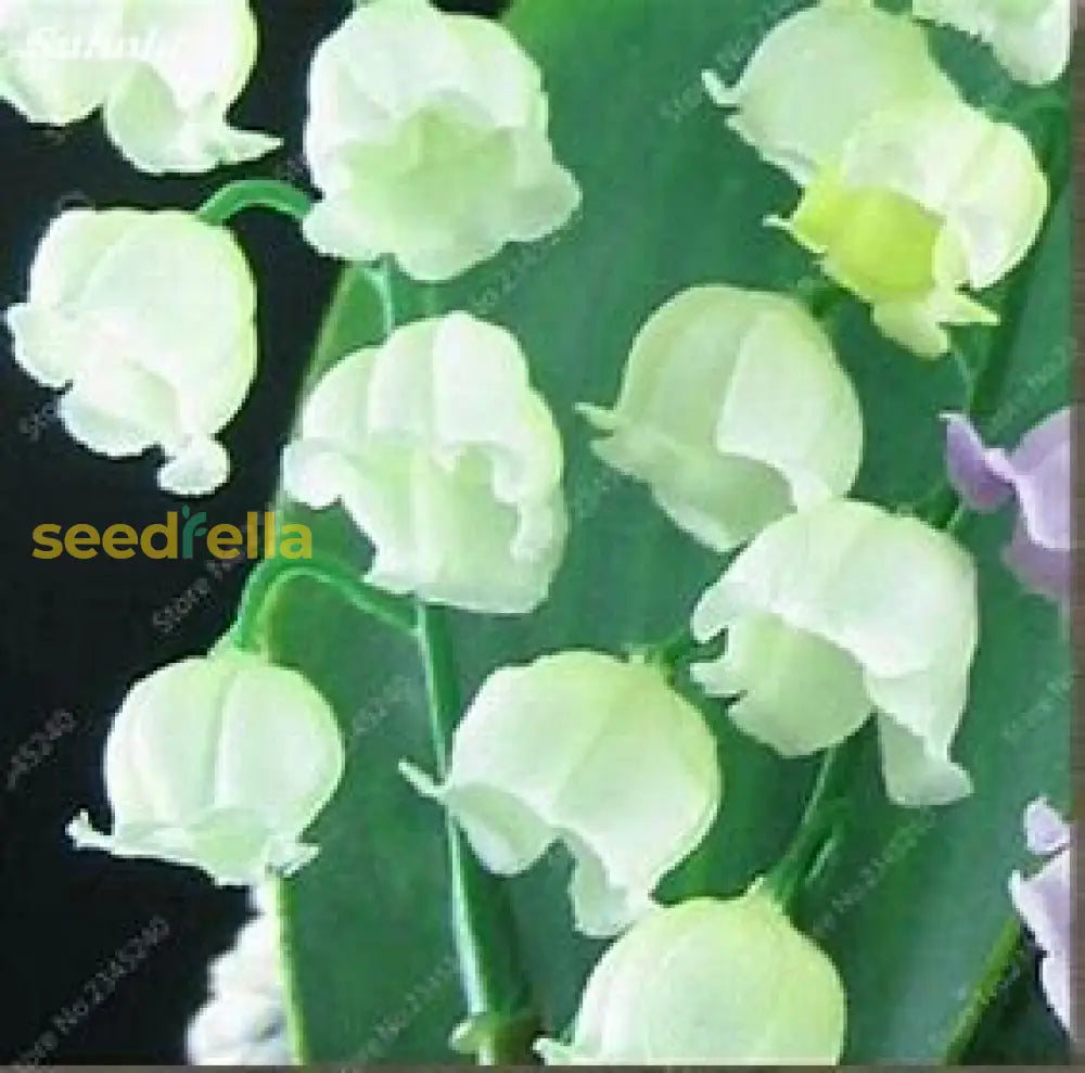 White Bell Orchid Seeds For Planting Plant Seeds