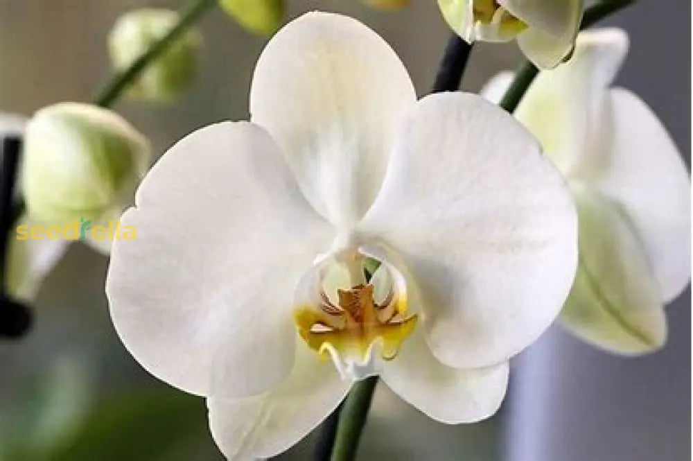 White Bell Orchid Seeds For Planting Plant Seeds