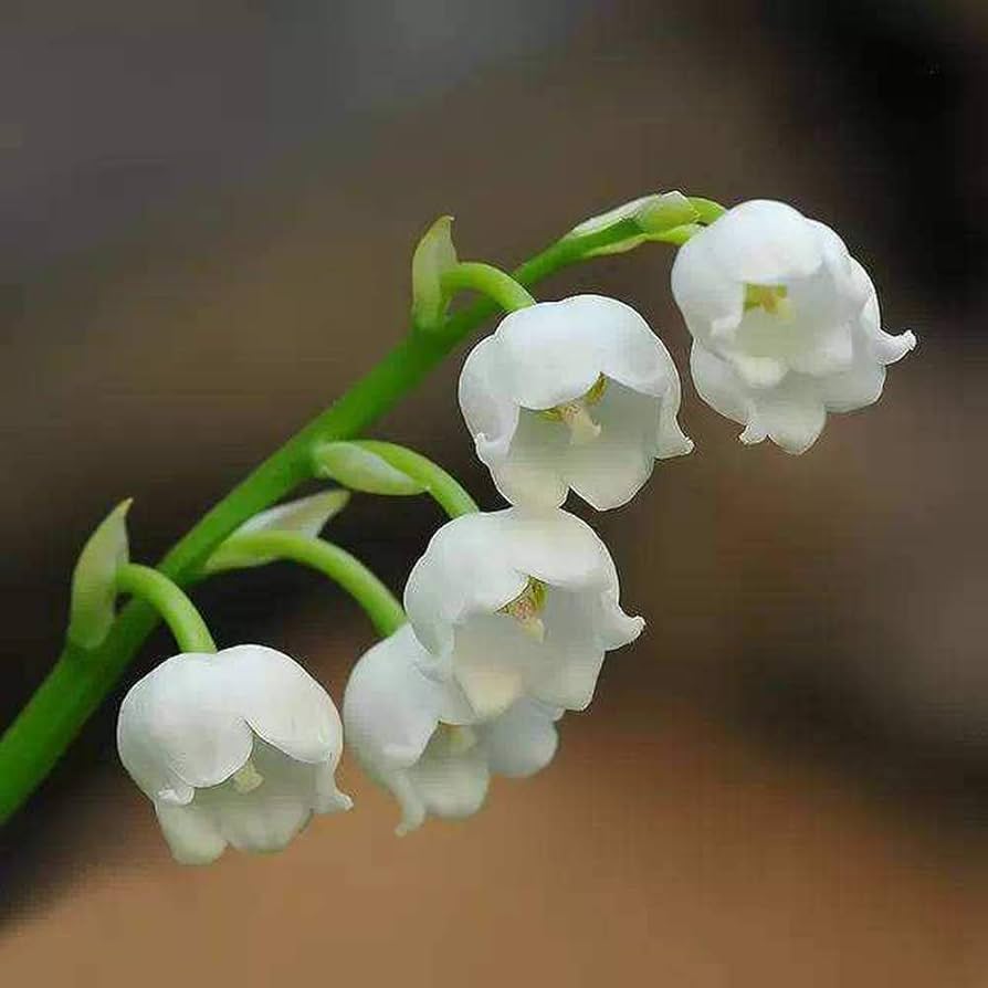 White Bell Orchid Seeds for Planting