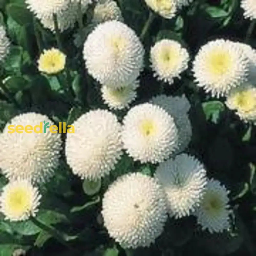 White Bellis Flower Planting For Charming Gardens - Seeds Lush Blossoms