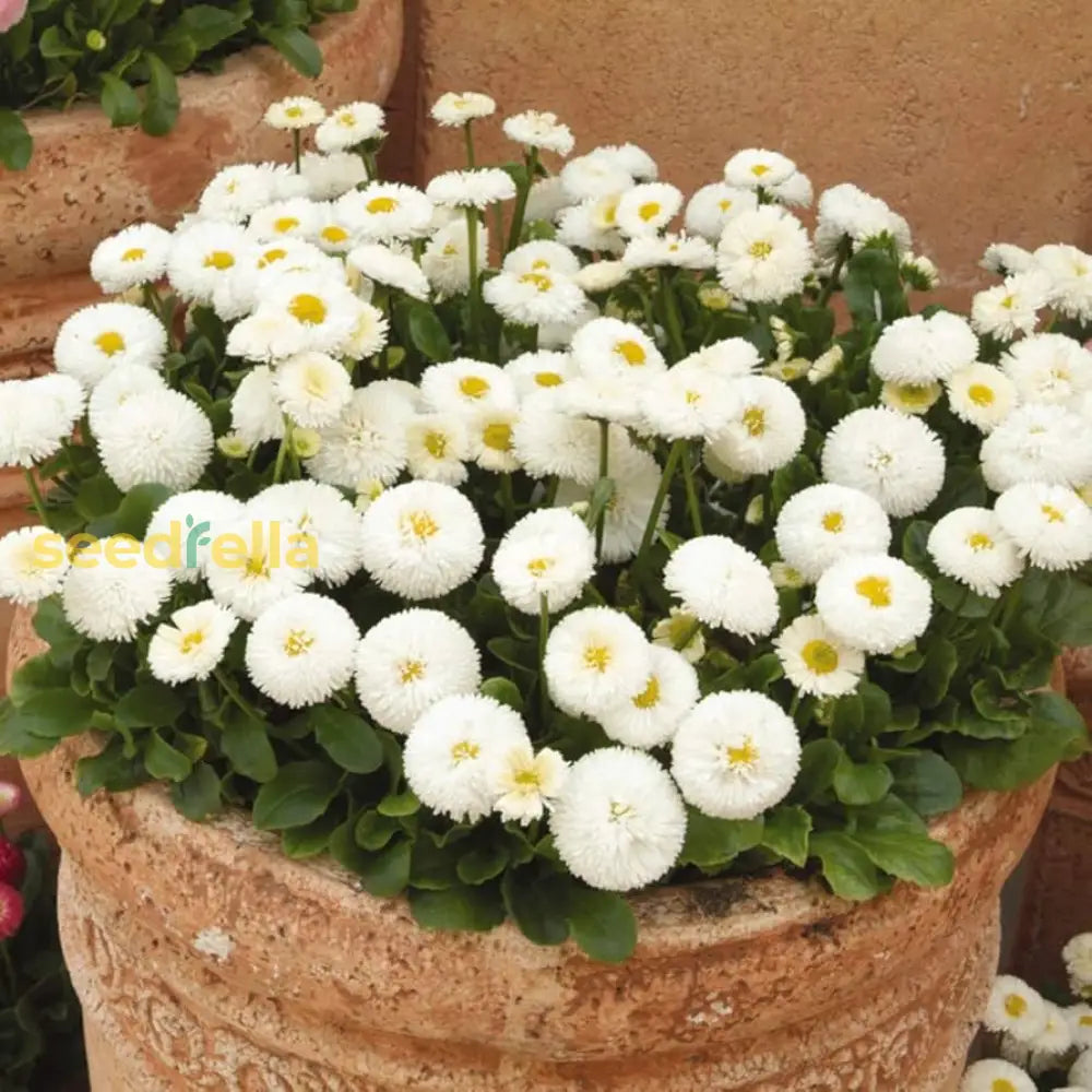 White Bellis Flower Planting For Charming Gardens - Seeds Lush Blossoms