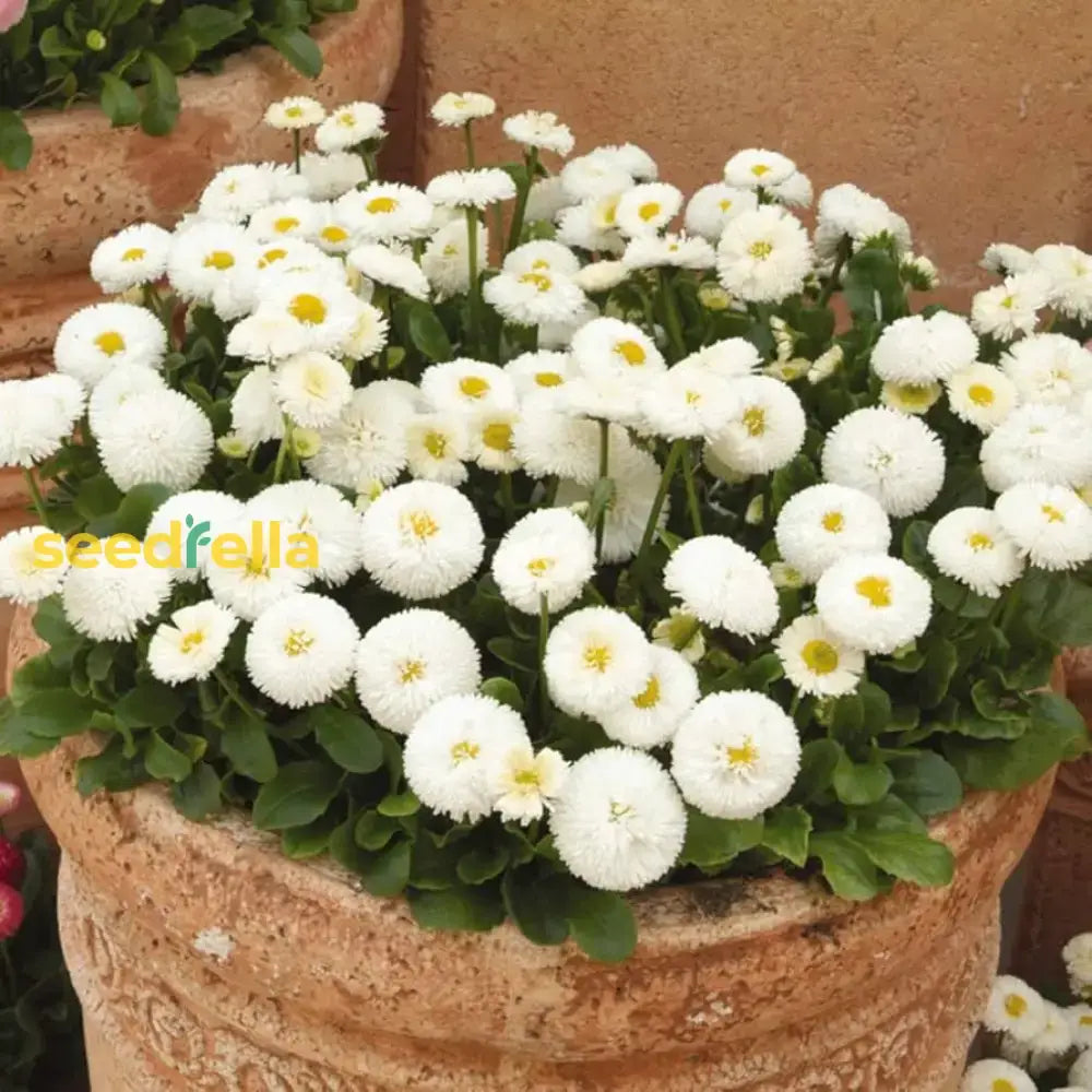 White Bellis Flower Planting For Charming Gardens - Seeds Lush Blossoms