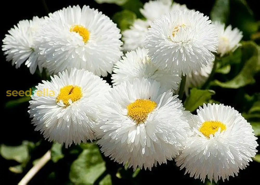 White Bellis Perennis Flower Seeds For Planting  Seed Beautiful Blooms And Vibrant Gardens