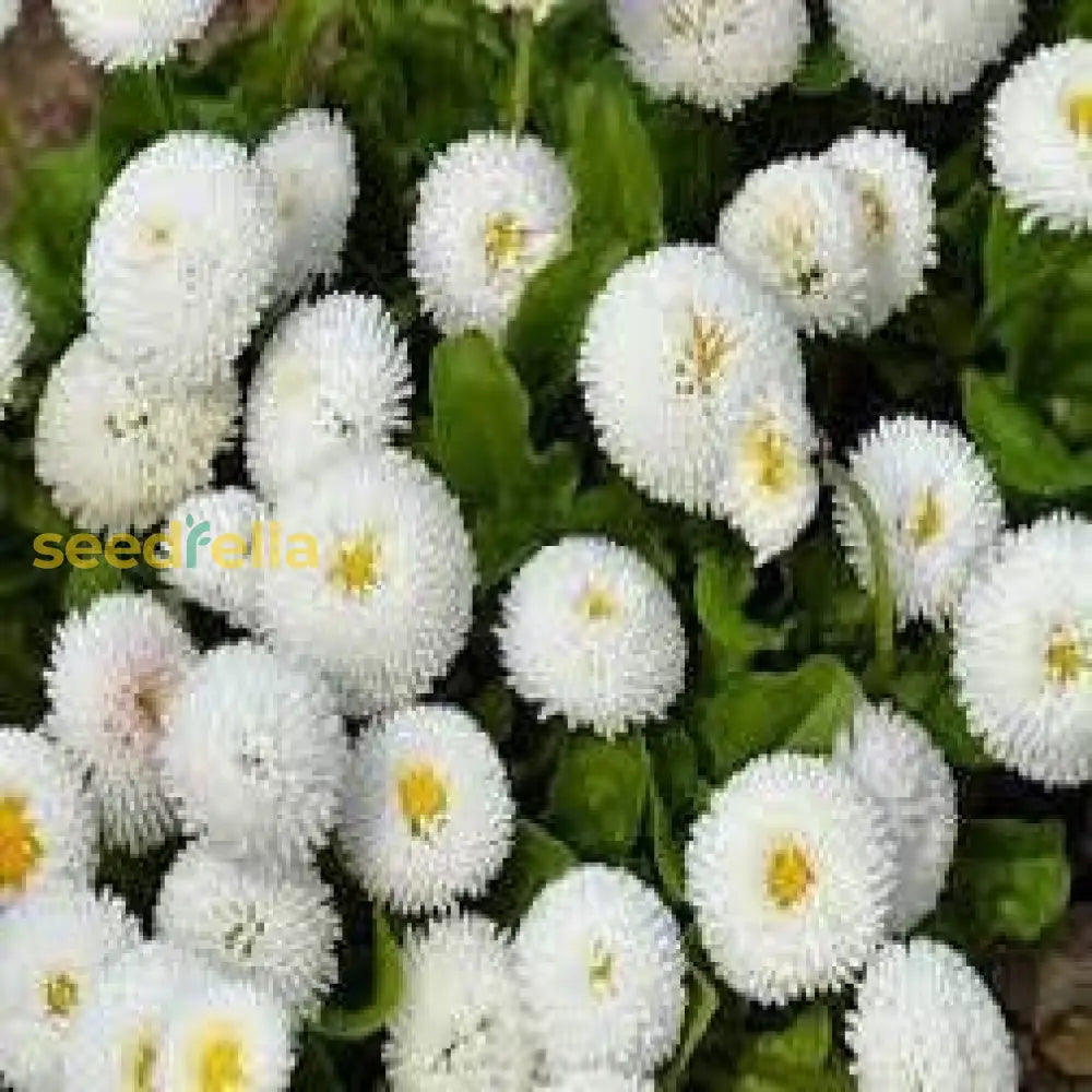 White Bellis Perennis Flower Seeds For Planting  Seed Beautiful Blooms And Vibrant Gardens