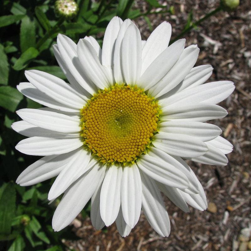 White Bellis Perennis Flower Seeds