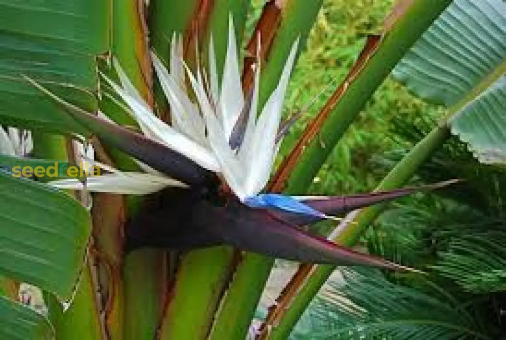 White Bird Of Paradise Flower Seeds For Planting  Seed Exquisite Tropical Blooms In Your Garden