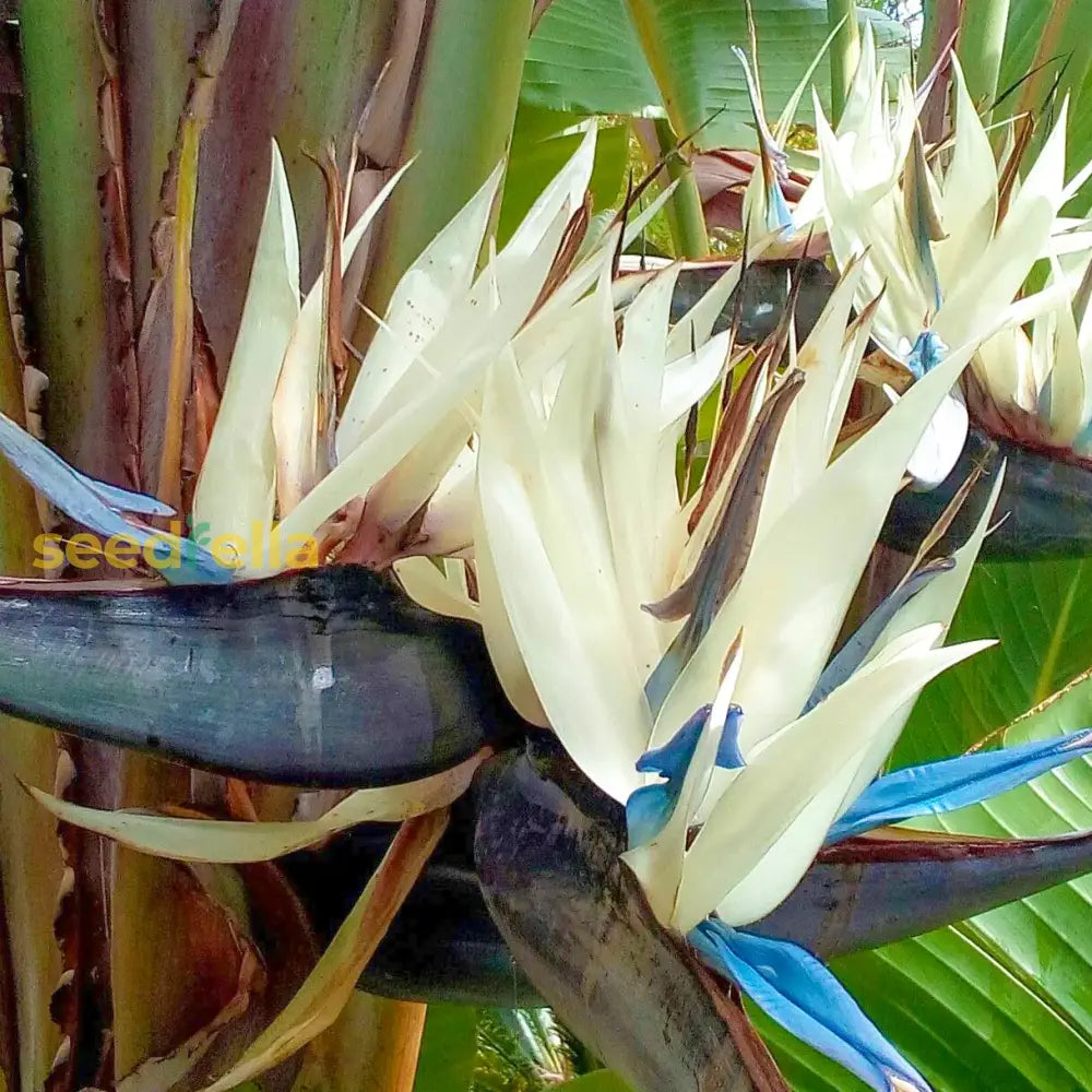 White Bird Of Paradise Flower Seeds For Planting  Seed Exquisite Tropical Blooms In Your Garden