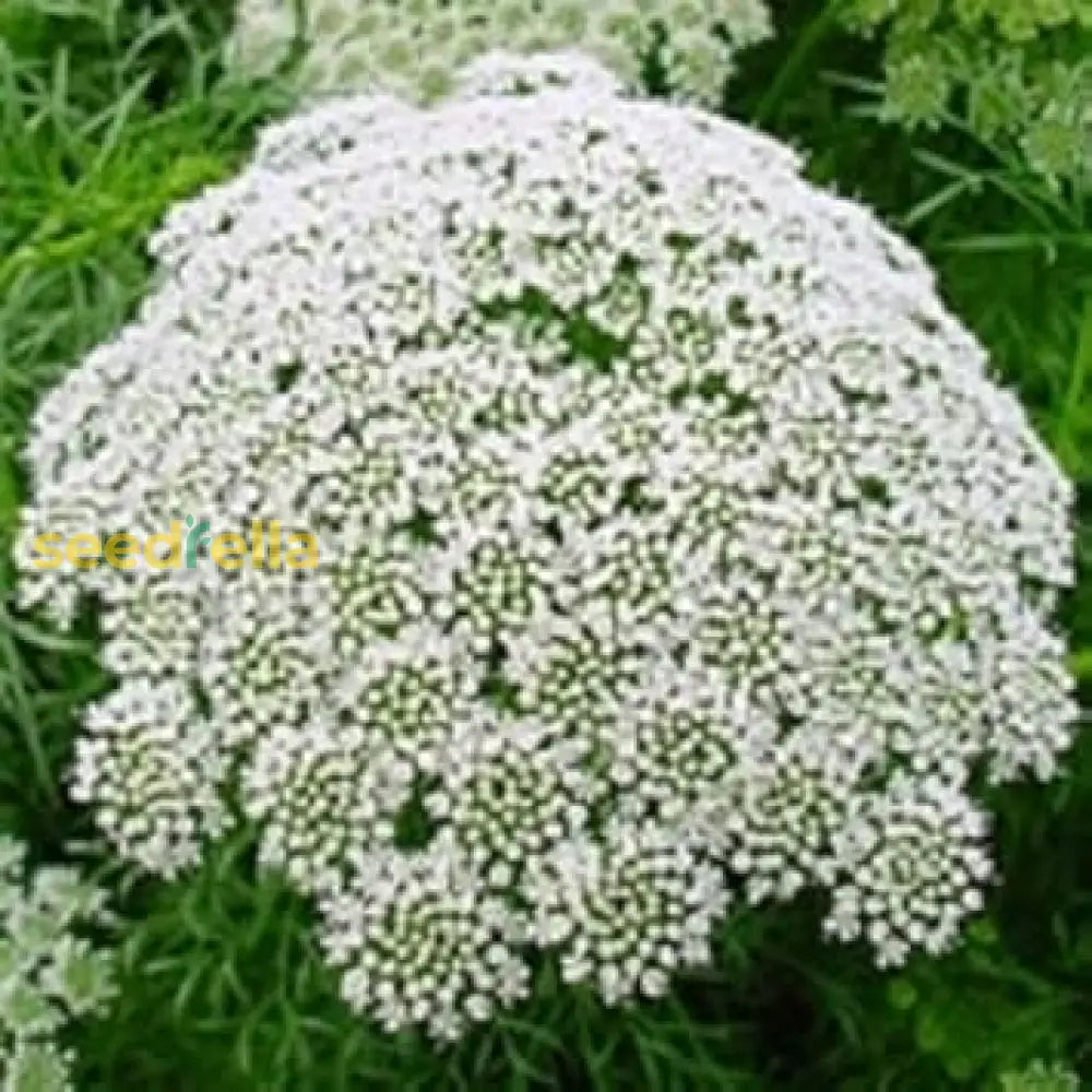 White Bishops Flower Planting - Seeds For Gorgeous And Elegant Blooms In Your Garden